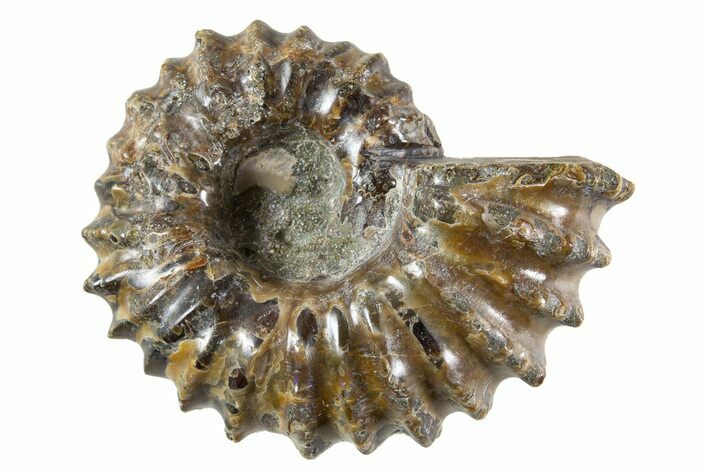 Bumpy Ammonite (Douvilleiceras) Fossil - Madagascar #343799